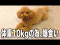体重10kgの為、正月に爆食いさせてみた【トイプードル】