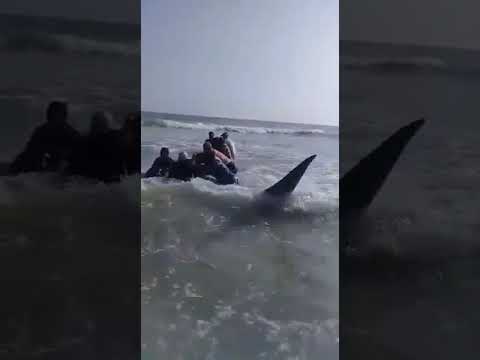 Good Samaritans rescue beached Shark in Oman doha mapa