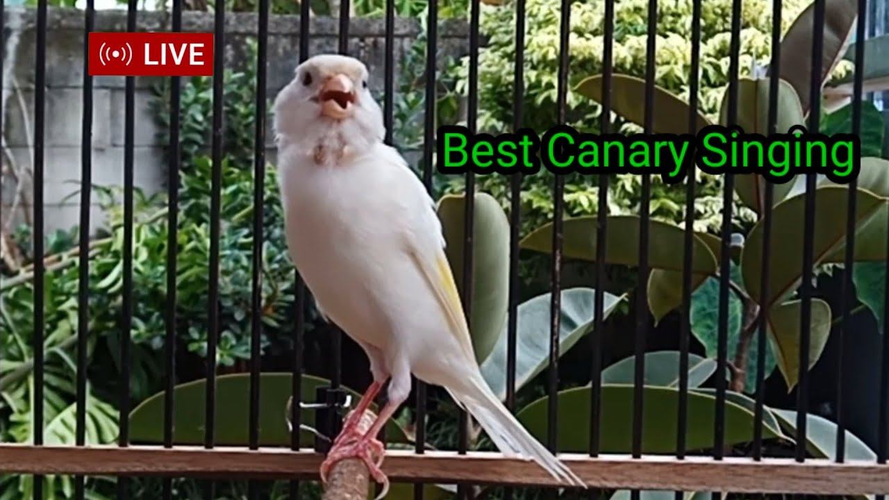 Curated visual reference: Gallery Detail: Best Canary Song Training For Beginners