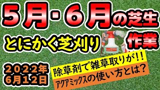 【芝生】５月・６月の芝生作業！先ずは、〇〇りを行って芝生を密に！雑草との戦いも終わり！？害虫対策は？？