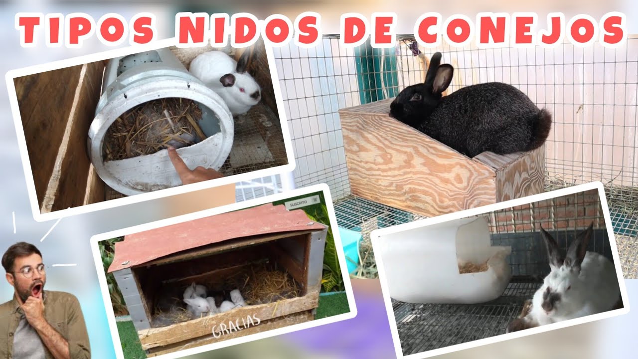 Кроличьи норы, сделанные дома 🐇 Кролики