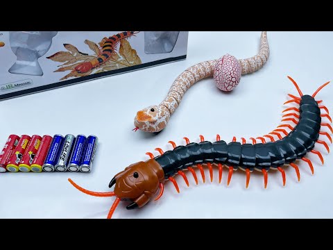 Unboxing Remote-Controlled Electric Python｜ Cobra,RC Electric Spray Spider,Unboxing RC Car Toy