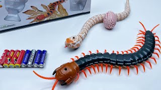 Unboxing Remote-Controlled Electric Python｜ Cobra,RC Electric Spray Spider,Unboxing RC Car Toy
