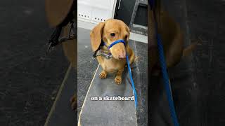 Dachshund Mom Becomes Pack Leader