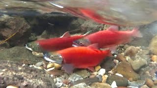 UTAH SALMON RUN โ Rare Underwater View!