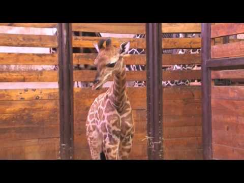 Video: Další Zoo, Kde Můžete Zabít Mladou žirafu! Měli Bychom Se Vzdát Jen Zoo?