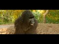 Hello charlie movie  gorilla comedy scene part4 jackie shroff aadar jain funny movie