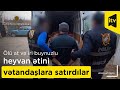 Ölü at və iri buynuzlu heyvan ətini vətandaşlara satırdılar-Xaçmazda irimiqyaslı əməliyyat kadrları