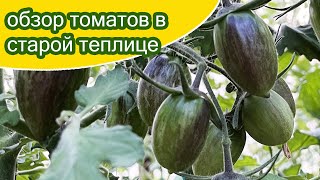 видео: Обзор черри томатов и прочих в старой теплице / Минская область картинка: Обзор черри томатов и прочих в старой теплице / Минская область