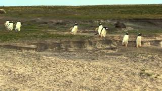 Penguins wandering down the penguin trail to the ocean