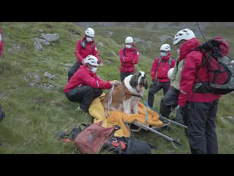 2020-07-24 - Rescue St. Bernard Dog