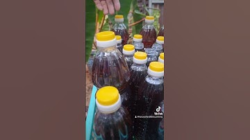 Nước mắm cá cơm truyền thống #shots