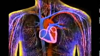 A2 biology Control of heart rate in humans Jennifer Dido