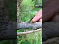 Grafting fruit trees new technique
