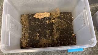 Changing soil in my isopod Enclosures! by Asimo 976 views 1 year ago 21 minutes