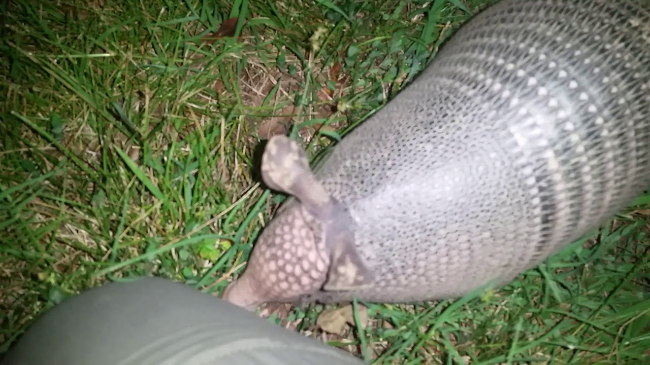 Armadillo Encounter