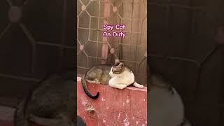 This cat thinks he's a secret agent #funnycats #cute