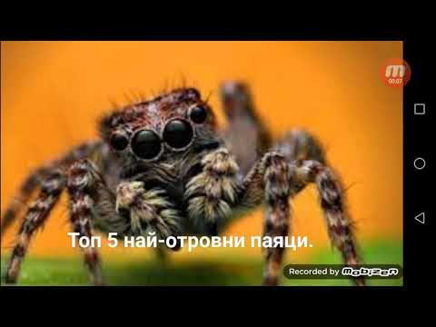 Видео: Паяци с микрофон: Характеристики на стойките и държачите за паяков микрофон. Популярни модели. За какво са необходими?