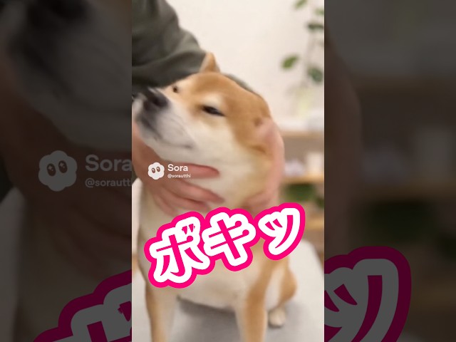 ボキボキ整体asmr#肩こり#腰痛#大阪市#ボキボキ整体
