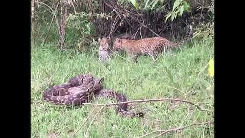 Mother leopard defends cub from MONSTER python!