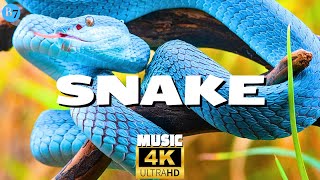 Snake - Lizard - Chameleon and Reptile World | Peaceful Music 4K UHD Video