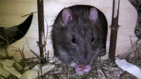 Gopher Patrol - Home of The Rat Squad