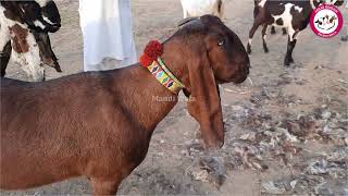 Aj ki Fresh Bakra Mandi 2022 Faisalabad | Beetal Goats Nagra aur Amritsari ? | Breeder Bakray