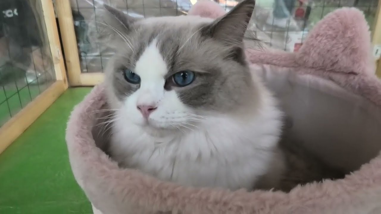 "I gatti più belli del mondo" in Gran Guardia a Verona - "The most beautiful cats in the world"