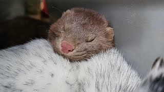 How to tame a mink