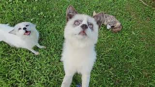 Sophie Fox Tells The Boys Whos Boss