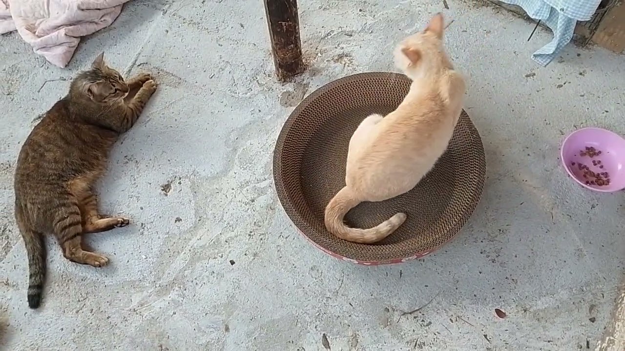 ขอขอบคุณ FC ที่มีความเมตตาต่อน้องๆเหมียวทุกตัวนะครับ