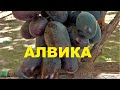 Алвика: первые впечатления