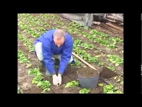 Video: Këshilla për punimin e tokës në një kopsht