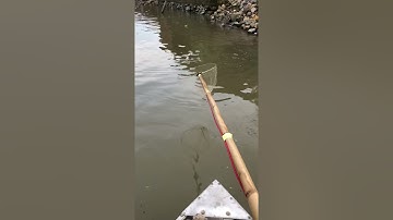 Kích Cá Rô Phi Nổi Như Phao . Lh 0985802199