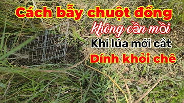 Cách bẫy chuột đồng cực kỳ hiệu quả...khi bẫy chuột như thế này... Tèo ngố TV.