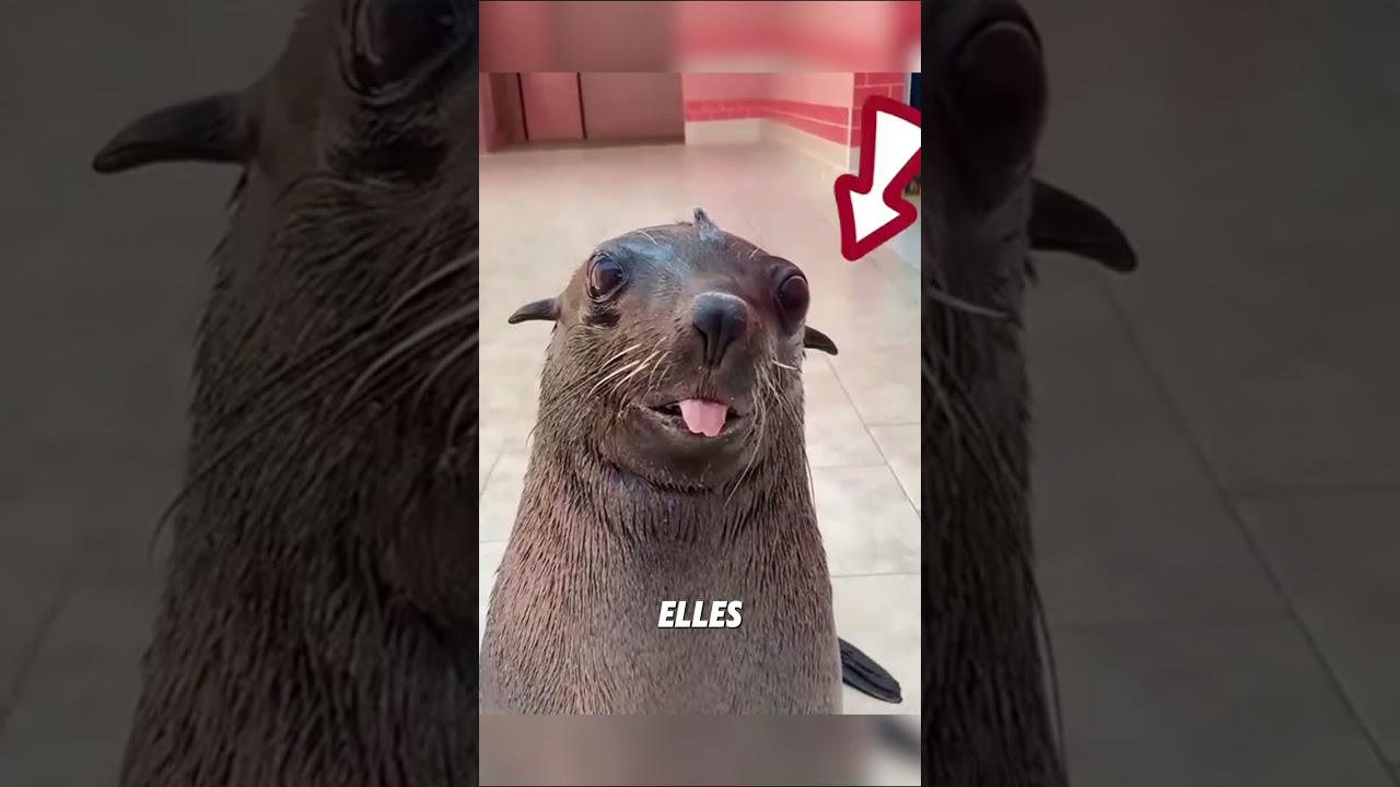 NE CONfondez PAS ces deux animaux ! 🦭🦭