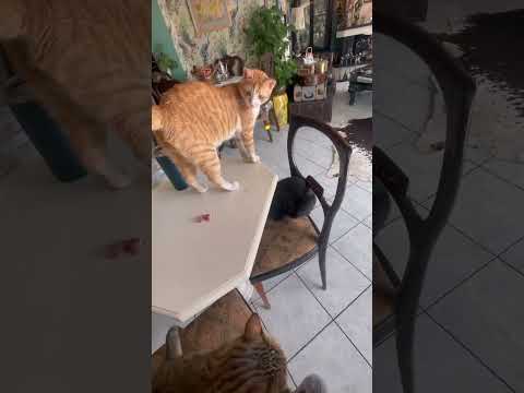 Nitsa Try To Stole The Food Cat Funnyvideo Funnycats Cute Kitten Funny Kitte Pets Cutecat 