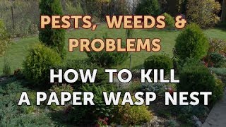 How to Kill a Paper Wasp Nest