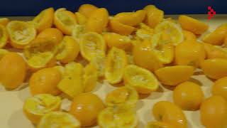 Agrifoodpluim voor Peelpioneers