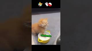 POV: tu gato descubre un vaso de leche 🤣 #cats