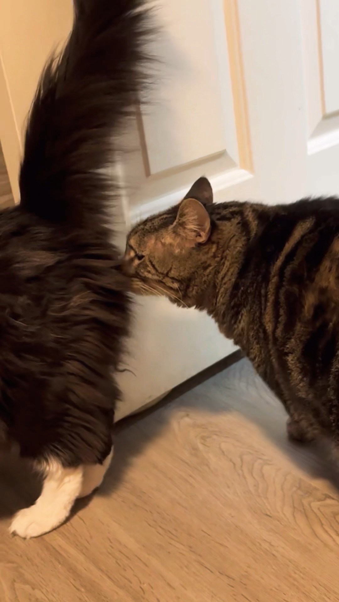 Instant regret! #talkingcat #penny