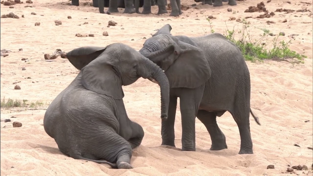 Baby Elephants playing in the Kruger National Park