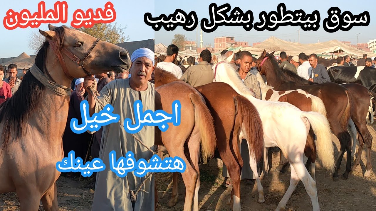 سوق الخيل بيتطور بشكل رهيب اجمل خيل ومهر للجر والركوب هتشوفها عينك لأخر دقيقه بأحدي اكبر الاسواق
