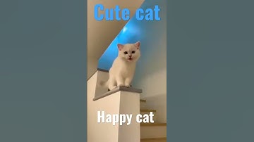 cat sounds happy, cat, happy cat, cat sound, cat sounds to attract cats