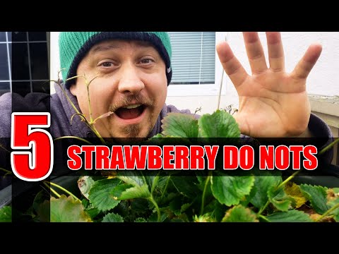Video: Do not wake up until spring: how to cover strawberries for the winter