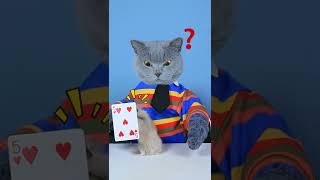 Do You Know The Secrets Of These MAGIC ?✌️✌️| Cat TikTok Challenge #funnycat #catsoftiktok  #shorts