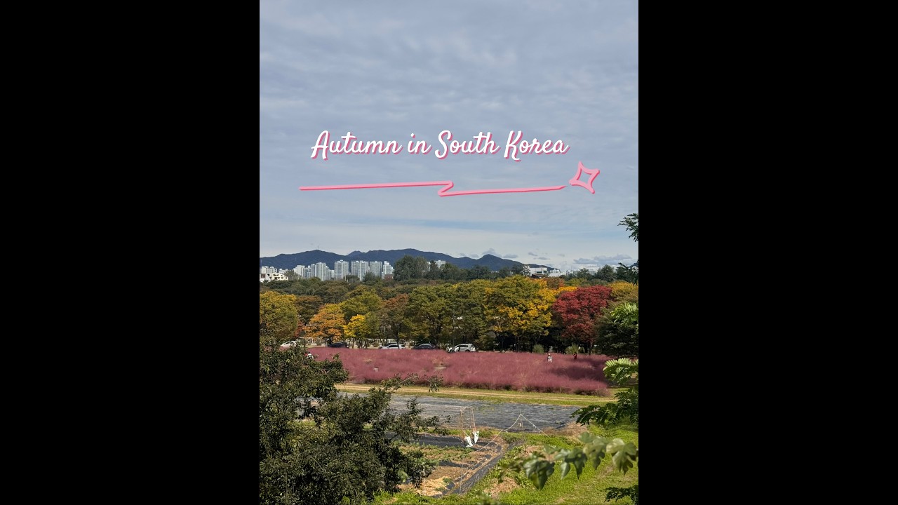 Autumn in South Korea (chasing Pink Muhly)