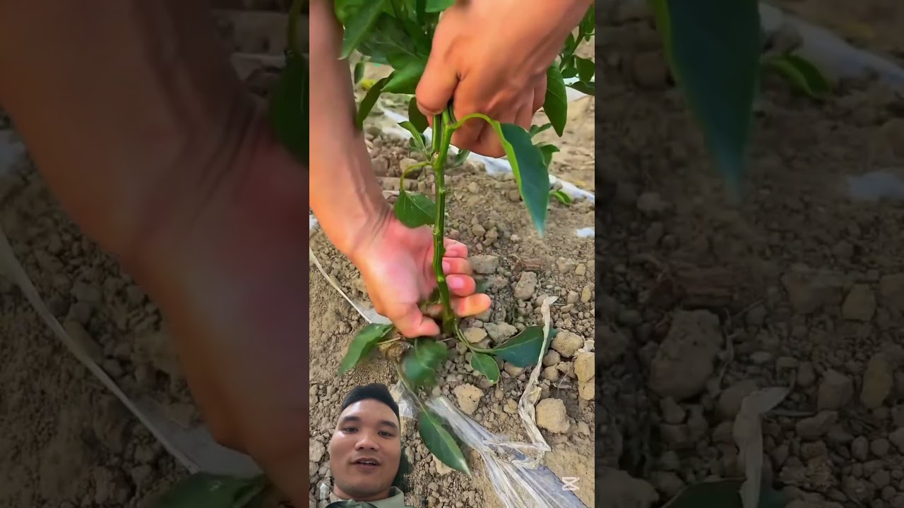 Mẹo Trồng Ớt Siêu Quả #satisfying