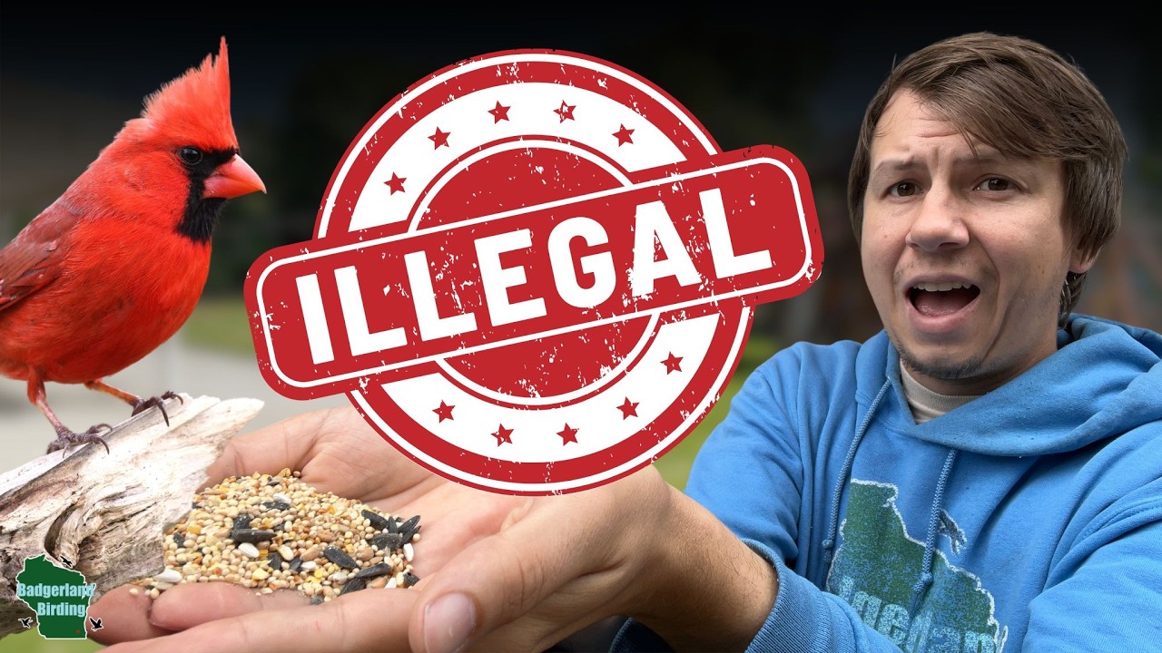 When Feeding Birds Can Get You In Trouble