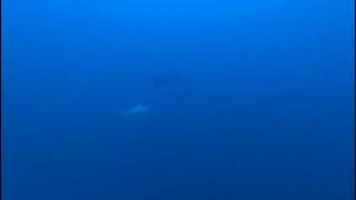 scoba dive video on Maldives (hammerhead)#mvcarpenovo👍✌👈